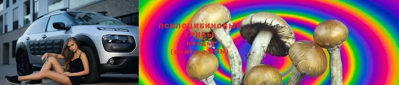 Псилоцибиновые грибы Psilocybine cubensis  Ревда 